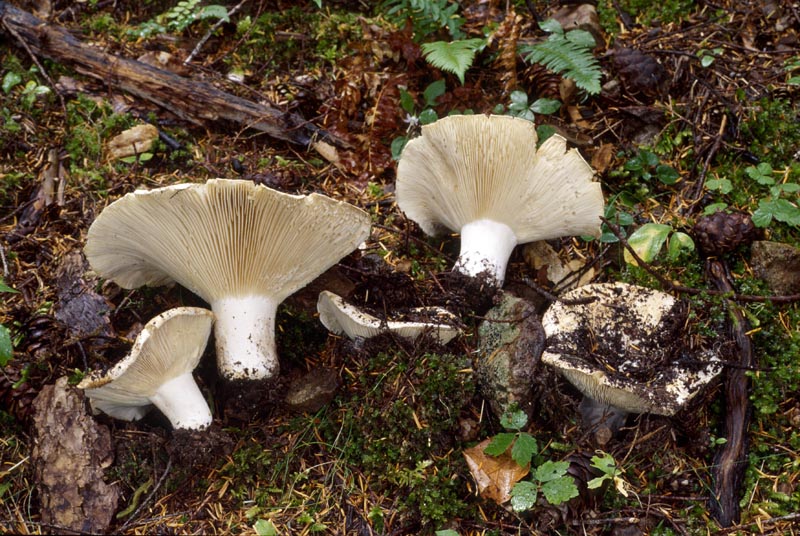 Russula brevipes